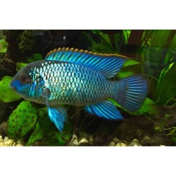 Наннакара блю неон (Nannacara neon blue) - 3.5-4см