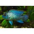 Наннакара блю неон (Nannacara neon blue) - 3.5-4см