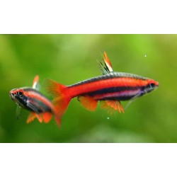 Наностомус бекфорда красный (Nannostomus beckfordi red) -  3-4см