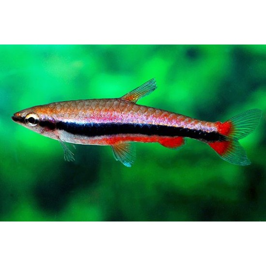 Фото Наностомус бекфорда (Nannostomus beckfordi) - 3-4см labeo.com.ua