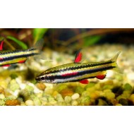 Наностомус маргинатус (Nannostomus marginatus) - 3-4см
