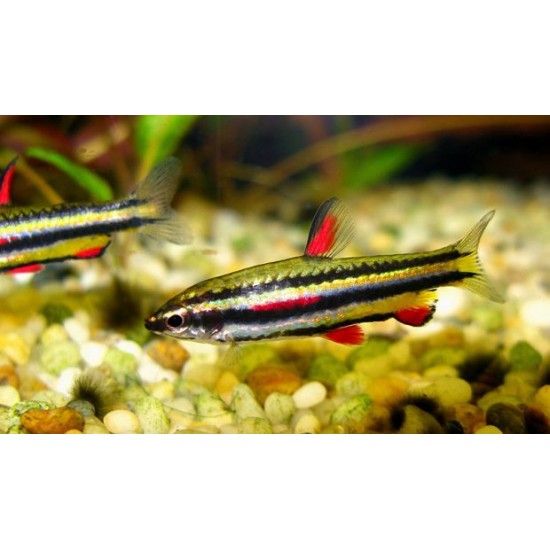 Фото Наностомус маргинатус (Nannostomus marginatus) - 3-4см Смотреть
