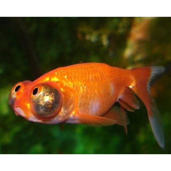 Фото Небесное око, Звездочет красный (Carassius auratus) - 5,5-6см Смотреть