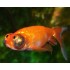 Небесное око, Звездочет красный (Carassius auratus) - 5,5-6см