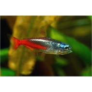 Неон бриллиантовый (Paracheirodon innesi) - 2-2,5см