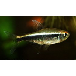 Неон черный (Hyphessobrycon herbertaxelrodi) - 2-3см