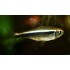 Неон черный (Hyphessobrycon herbertaxelrodi) - 2-3см