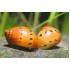 Неритина красная черноточечная (Neritina Red Spotted Snail) - 2см