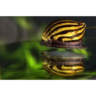 Неритина зебра (Neritina Zebra Snail) - 2см