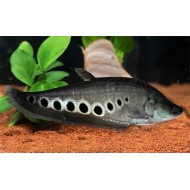 Нож хитала (Chitala ornata) - 10-12см