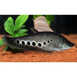 Нож хитала (Chitala ornata) - 10-12см