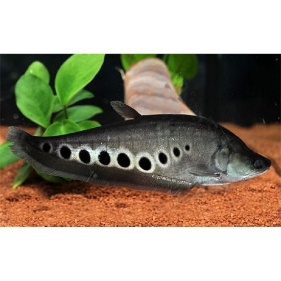 Фото Нож хитала (Chitala ornata) - 10-12см Смотреть