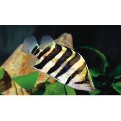 Окунь сиамский тигровый (Datnoides microlepis) - 5-6см