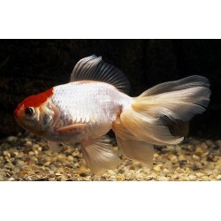Оранда красная шапка (Carassius auratus) - 4-5см