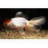 Оранда красная шапка (Carassius auratus) - 4-5см