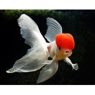 Оранда красная шапочка (Carassius auratus) - 3-3,5см
