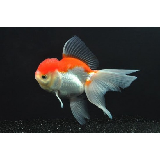 Фото Оранда красно-белая круглая тайская (Carassius auratus) -3.5-4см Смотреть