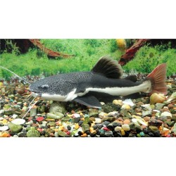 Оринокский сом (Phractocephalus hemioliopterus) - 5-6см