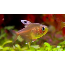 Орнатус белоплавничный (Hyphessobrycon Ornatus) - 2-3см