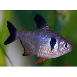 Орнатус черный (Hyphessobrycon megalopterus) - 2,5-3см