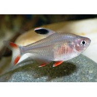 Орнатус (Hyphessobrycon Ornatus) - 2-3см