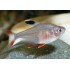 Орнатус (Hyphessobrycon Ornatus) - 2-3см