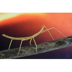 Палочник аннамский (Madauroidea extadentata) шт. 