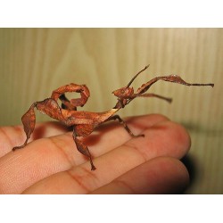 Палочник австралийский (Extatosoma tiaratum), шт.