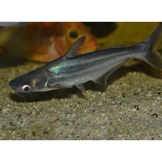 Фото Пангасиус (Pangasius sutchi) - 5см Смотреть