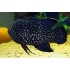 Паратиляпия поллени (Paratilapia polleni) - 5см
