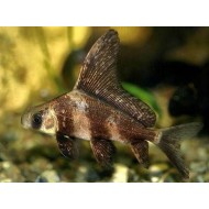 Парусник чукучан (Myxocyprinus asiaticus) - 3.5-4см