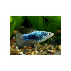 Пецилия голубая такседо (Xiphophorus maculatus) - 1,5-2см