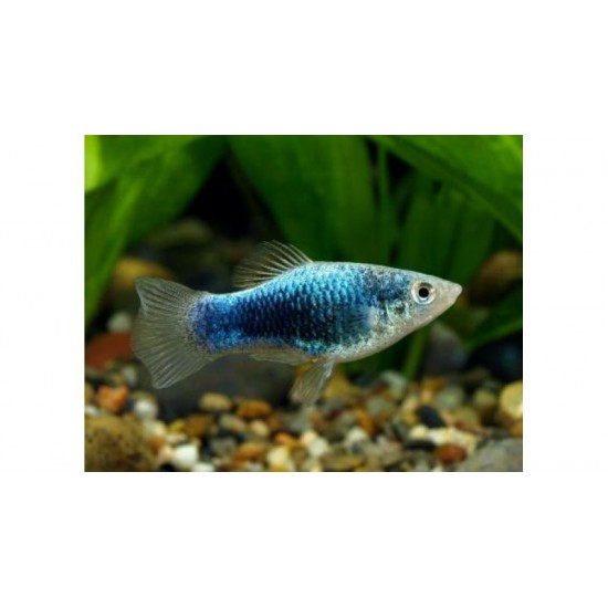 Фото Пецилия голубая такседо (Xiphophorus maculatus) - 1,5-2см Купить