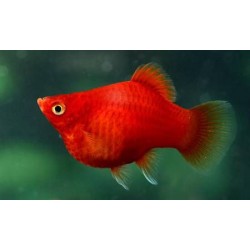 Пецилия красная дисковая (Xiphophorus maculatus) - 1,5-2,5см