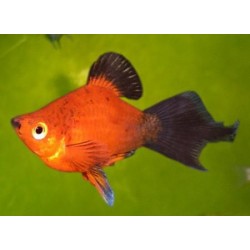 Пецилия редиска (Xiphophorus maculatus) - 2см