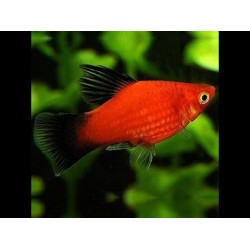 Пецилия красная (Xiphophorus maculatus) - 2,5см
