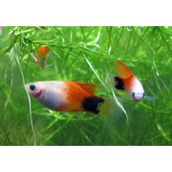 Пецилия красно-белая миккимаус (Xiphophorus maculatus) - 2см
