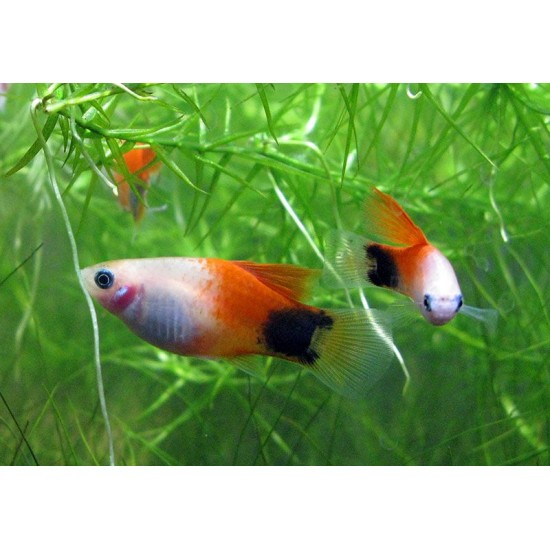 Фото Пецилия красно-белая миккимаус (Xiphophorus maculatus) - 2см Купить