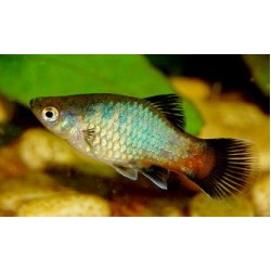 Пецилия радужная (Xiphophorus maculatus) - 2см