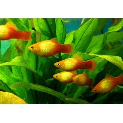 Пецилия солнечная (Xiphophorus maculatus) - 2-2,5см