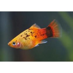 Пецилия трехцветная кои (Xiphophorus maculatus) - 2-3см