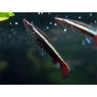 Пецилобрикон (Nannobrycon eques) - 3,5-4см