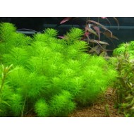 Перистолистник Гуайана (Myriophyllum sp. 'Guinea') - веточка