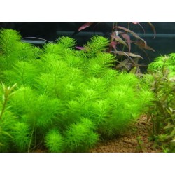 Перистолистник Гуайана (Myriophyllum sp. 'Guinea') - веточка