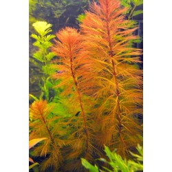 Перистолистник Рорайма (Myriophyllum sp. Roraima) - веточка