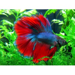 Петух двухвостый гибрид с халфмуном импорт (Betta splendens) - 5,5-6см 
