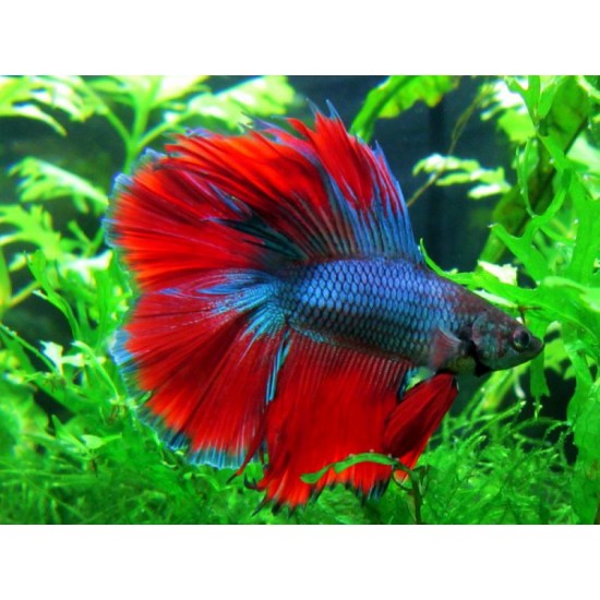 Фото Петух двухвостый гибрид с халфмуном импорт (Betta splendens) - 5,5-6см Смотреть