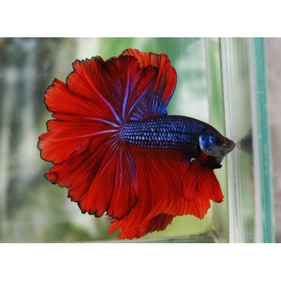 Фото Петух халфмун (Betta splendens) - 5-6см Смотреть