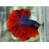 Петух халфмун импорт (Betta splendens) - 5-6см
