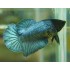 Петух халфмун самка (Betta splendens) - 3-4см